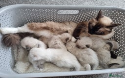 Ragdoll cats for sale: Ragdoll Kittens  - Image 4