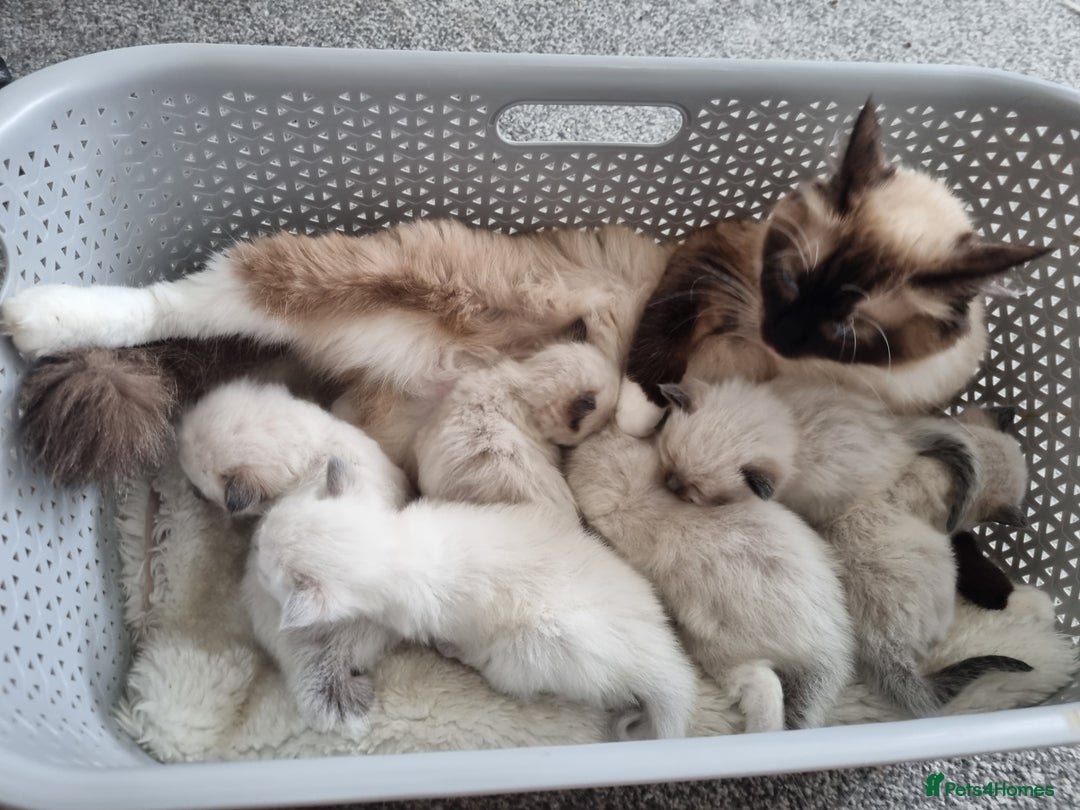 Ragdoll cats for sale: Ragdoll Kittens  - Image 4