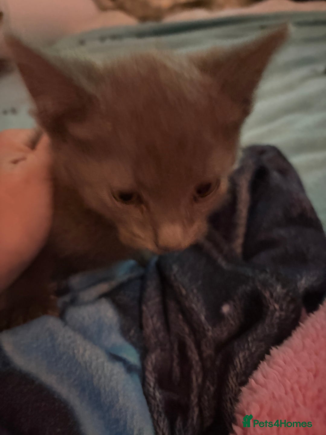 Mixed Breed cats for sale: Half ragdolls cuddly, all girls, ready now - Advert 20