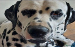 Dalmatian dogs for sale: 💙last LUA boy 💙 KC reg - Image 12
