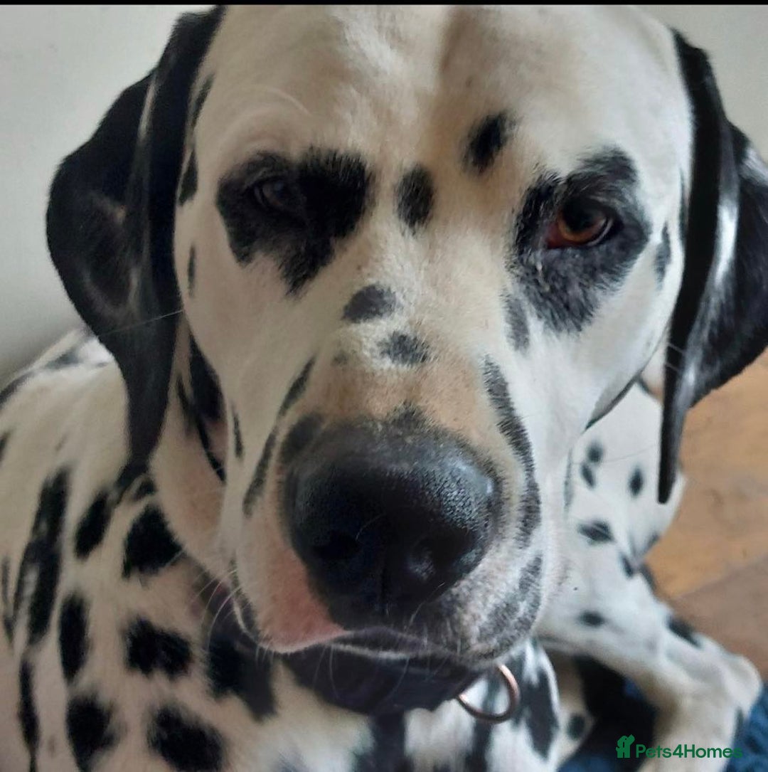 Dalmatian dogs for sale: 💙last LUA boy 💙 KC reg - Image 12
