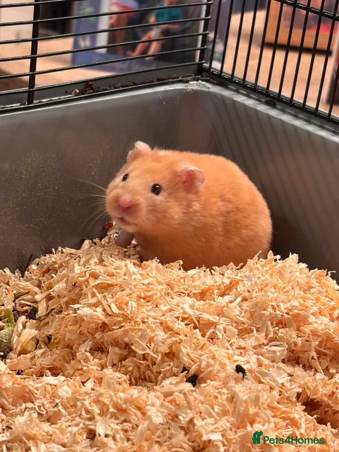 Hamster rodents for sale: Syrian Hamster (Draco) for rehome - Advert 1