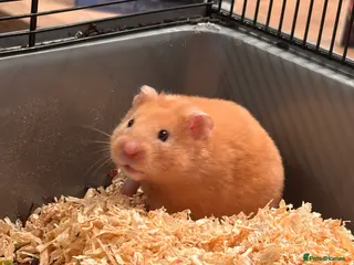 Hamster rodents Syrian Hamster (Draco) for rehome - Advert 10