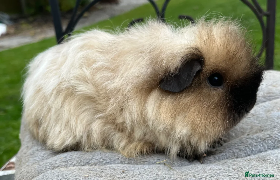 Guinea Pig rodents for sale: Sold. - Advert 1