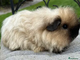 Guinea Pig rodents Guinea pig-Breed Texel, female. - Advert 1