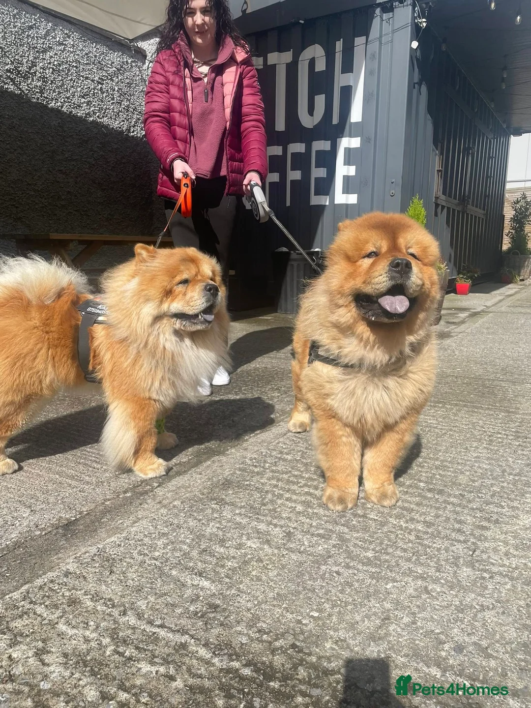 Chow Chow dogs for sale: EXPECTED PUPPIES in Newtownards - Advert 11