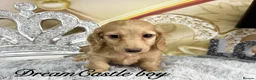 Miniature Dachshund dogs for sale: Ready to leave Kc long coat cream puppies  - Advert 14