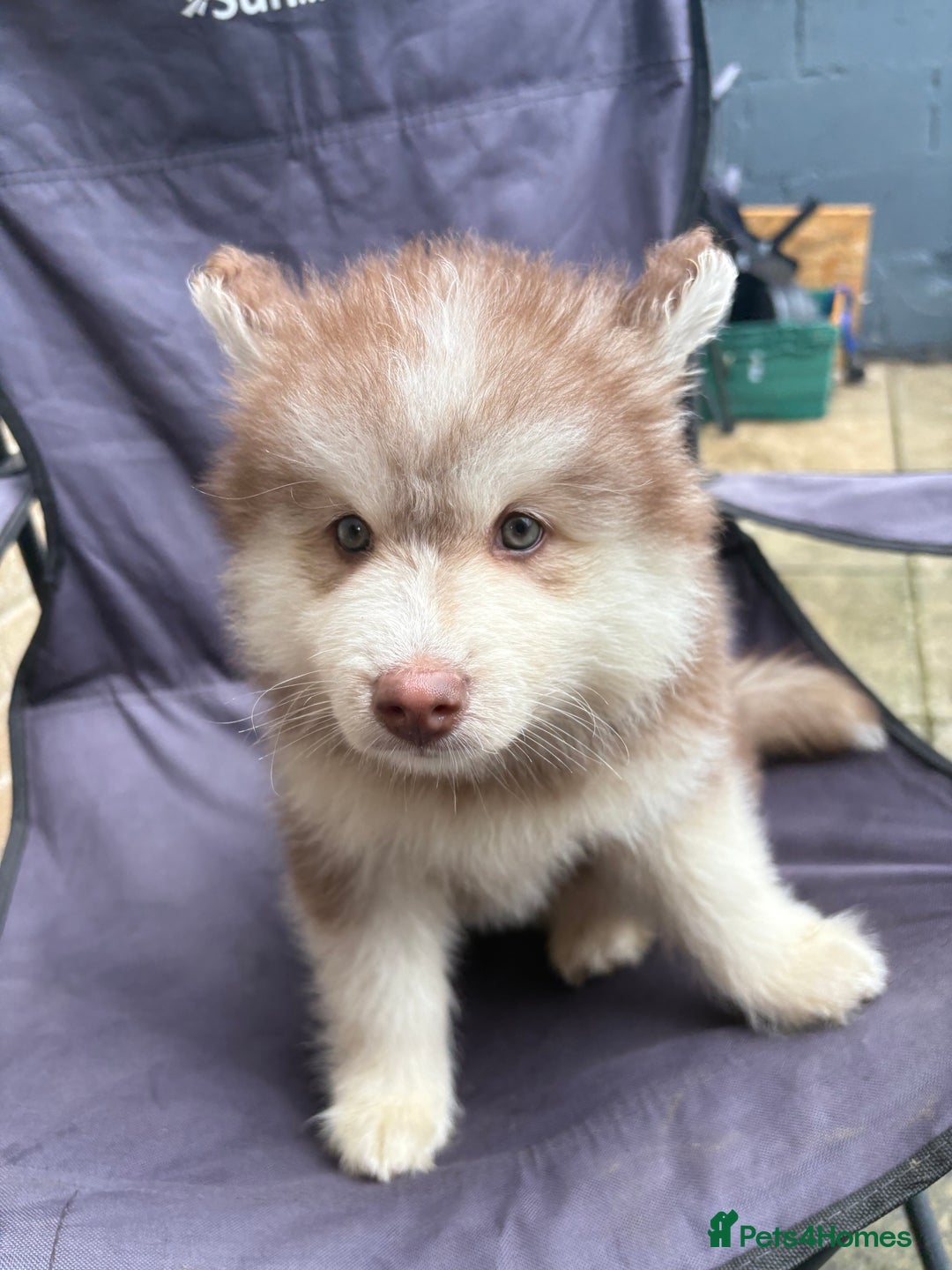 Pomsky dogs for sale: Champion bloodline f4 pomskys - Image 16