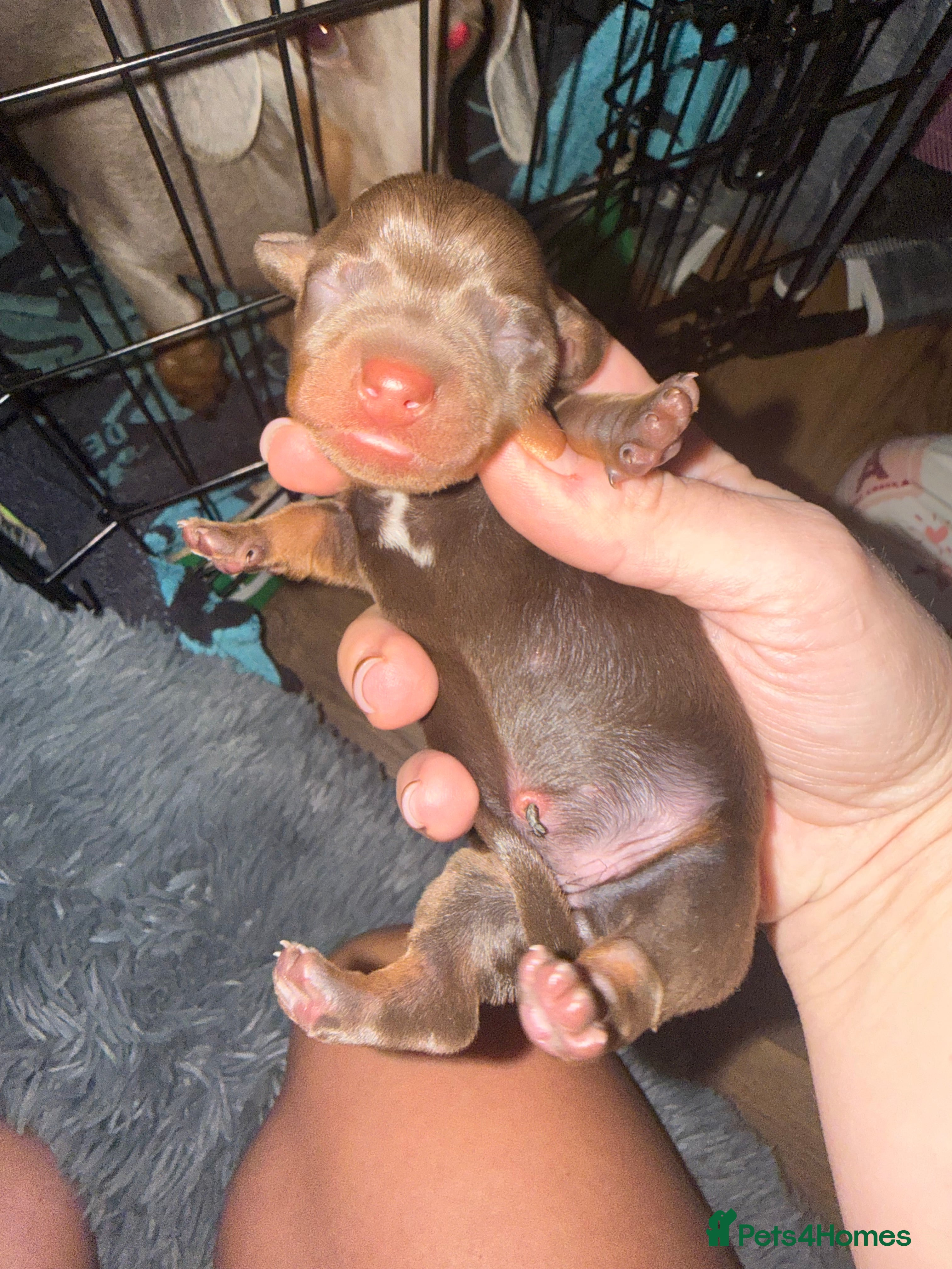 Miniature Dachshund dogs Mini Dachshund for sale  - Advert 2