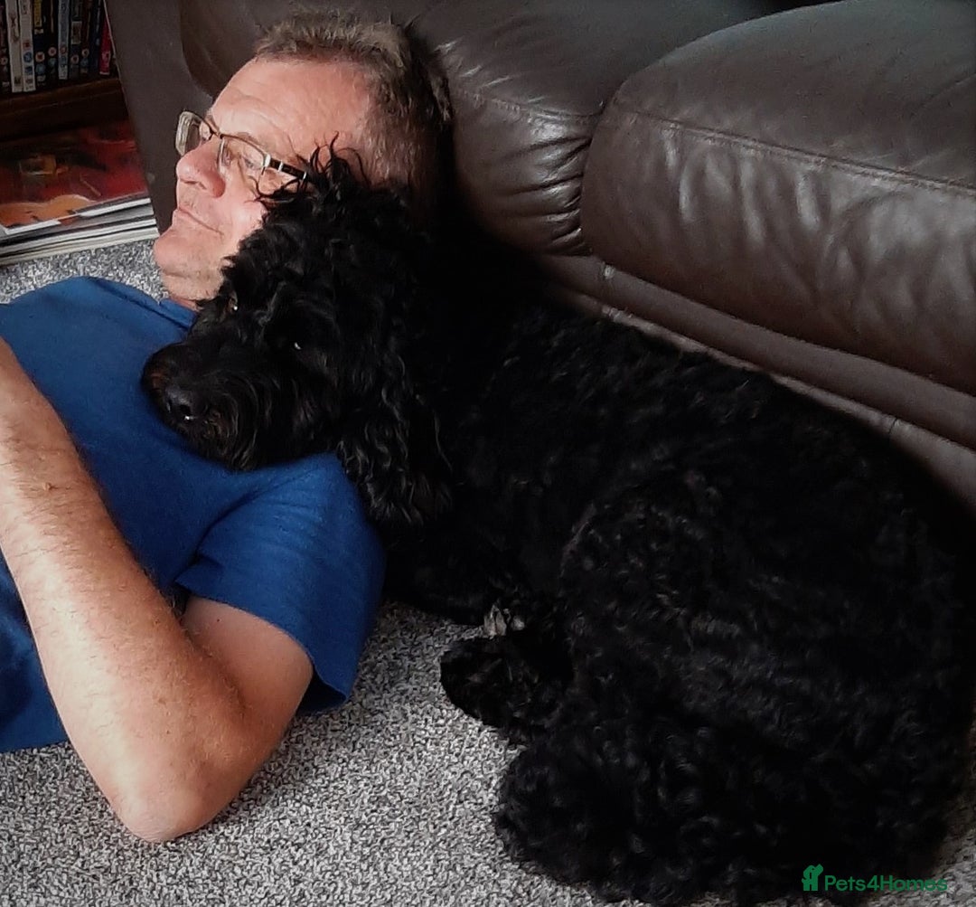 Cockapoo dogs for sale: Welcome to Cotswold Cavapoos and Cockapoos - Advert 20