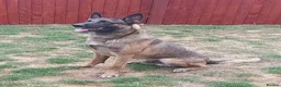Mixed Breed dogs for sale: German Shepherd x Belgium Malinois Puppies  in Boston - Advert 11
