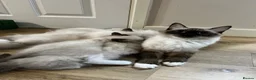 Ragdoll cats for sale: Beautiful Ragdoll Kittens – 3 Girls & 2 Boys  - Advert 11