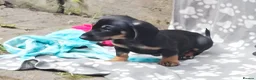 Dachshund dogs for sale: Mega cute half long haired dachshund puppies  - Advert 18