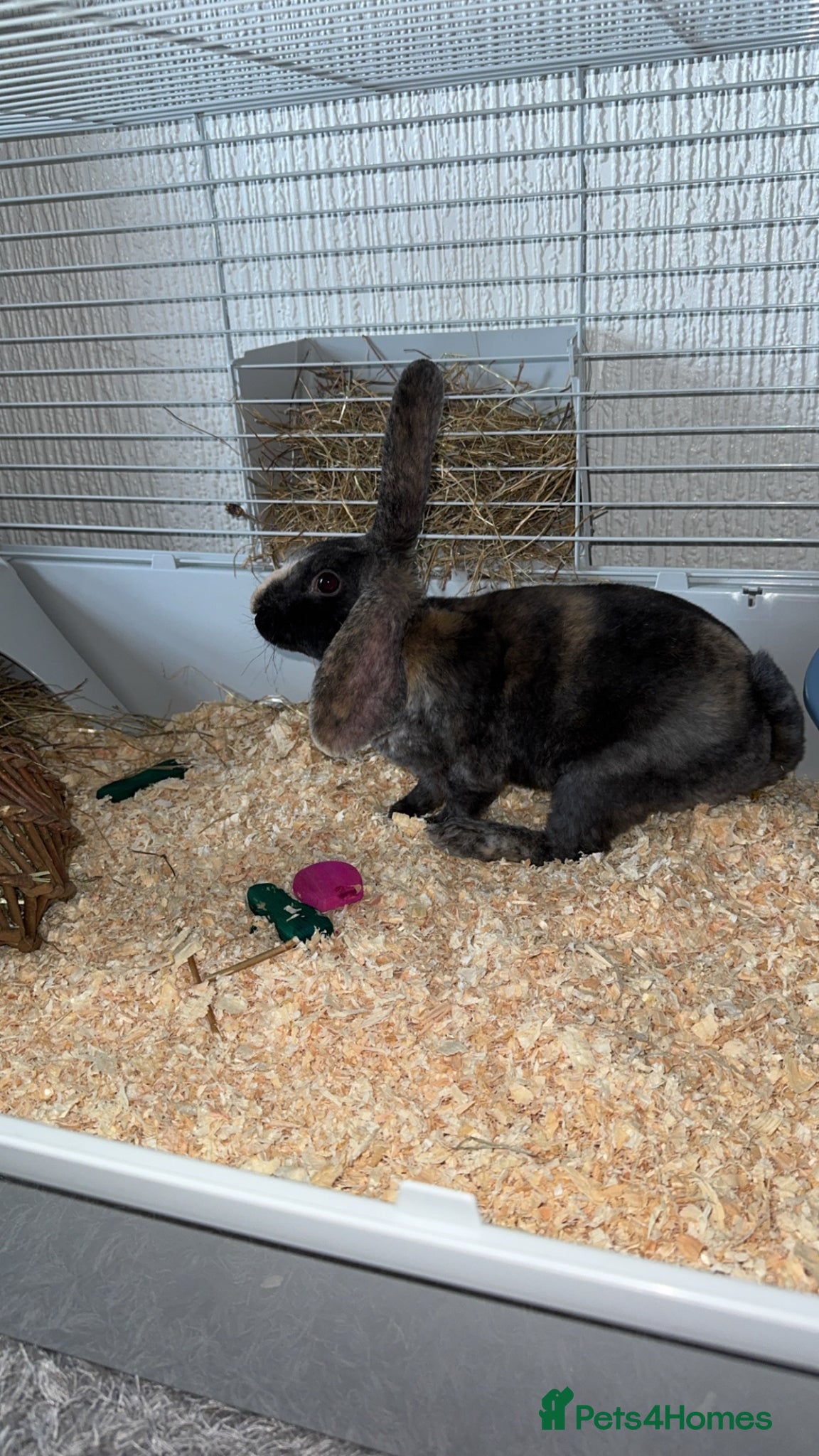 English rabbits 4 month old male rabbit  - Advert 14