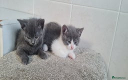 British Shorthair cats for sale: Beautiful Blue British Shorthair Kittens - Image 4