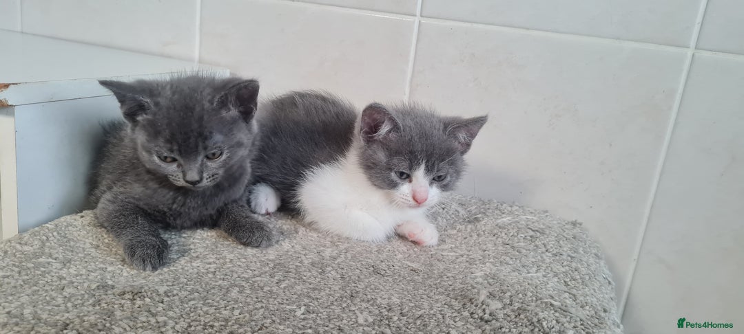 British Shorthair cats for sale: Beautiful Blue British Shorthair Kittens - Image 4