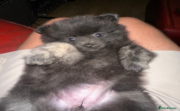 Pomeranian dogs - Advert 3