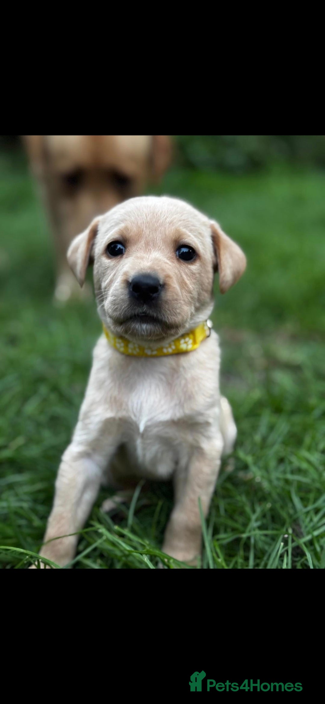 Labrador Retriever dogs for sale: Fox red labrador  - Advert 6