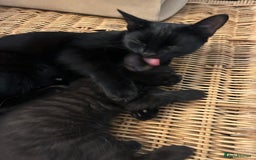 Mixed Breed cats for sale: 🐾 Adorable Kittens Looking for Loving Homes 🐾 - Image 7