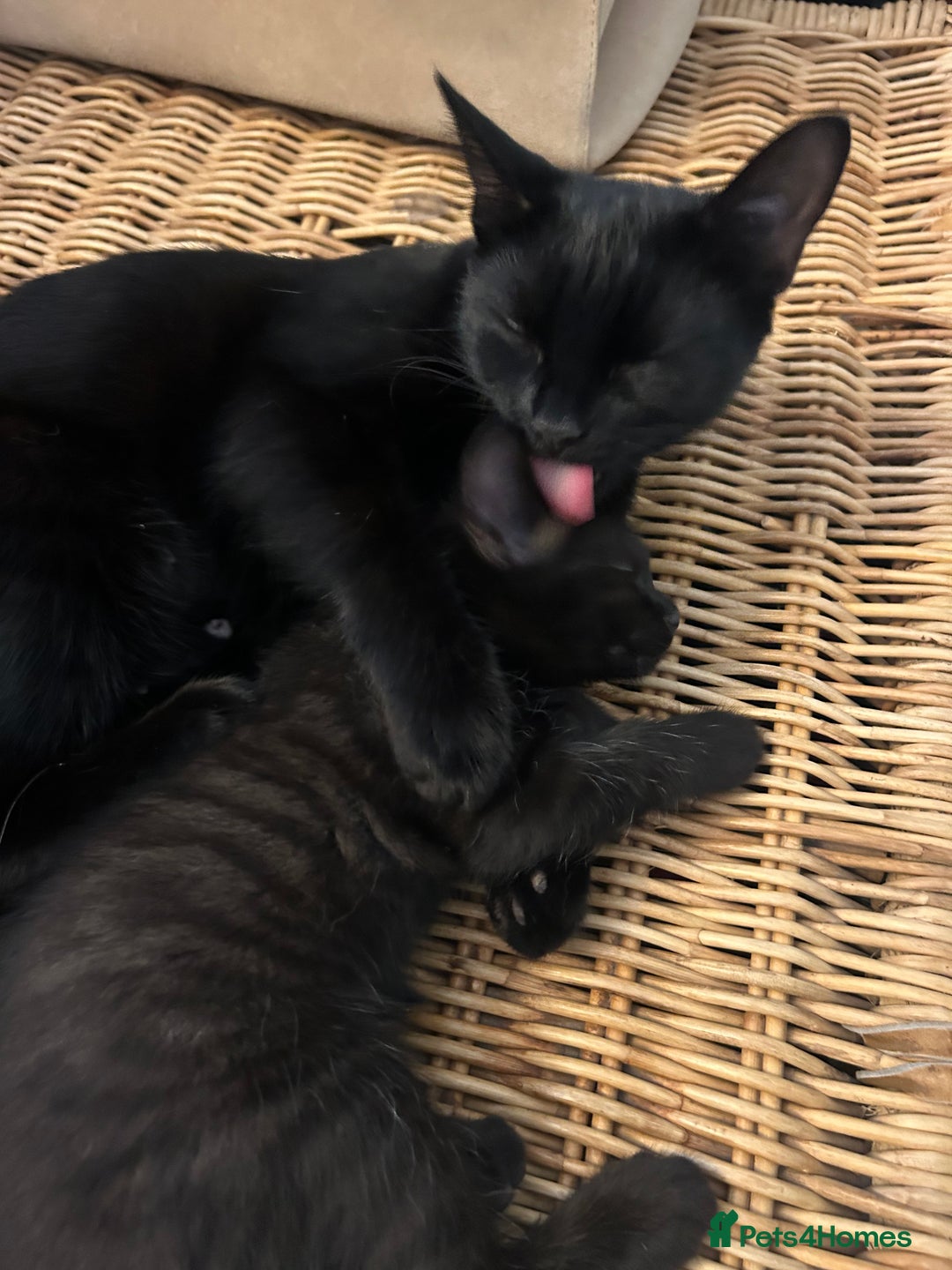 Mixed Breed cats for sale: 🐾 Adorable Kittens Looking for Loving Homes 🐾 - Image 7
