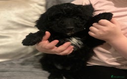 Cockapoo dogs for sale: Cockapoo Puppies - Advert 10