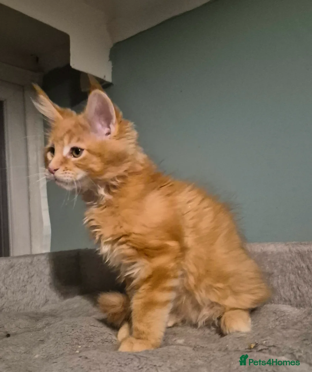 Maine Coon cats for sale: Fluffy Maine Coon kittens - Advert 21