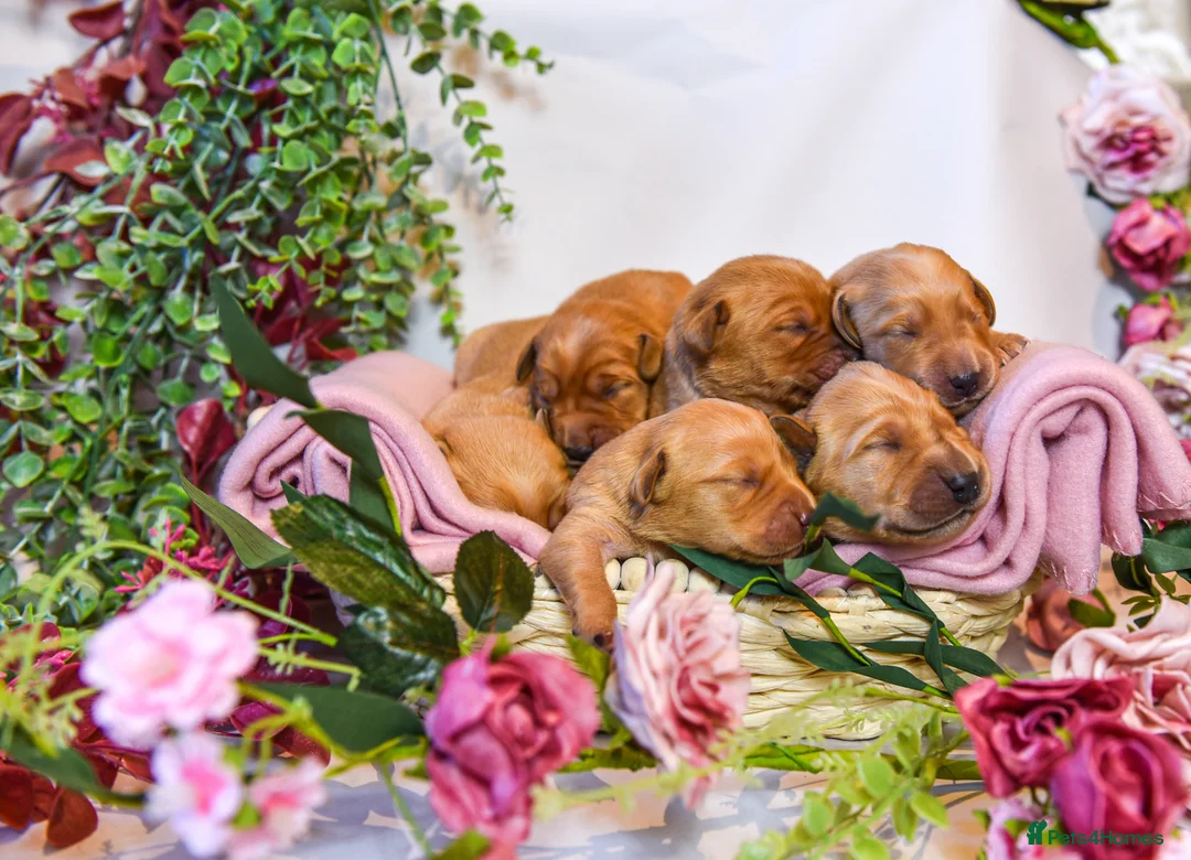 Goldador dogs for sale: Beautiful Deep Red Goldadors DNA Clear in Sleaford - Advert 1