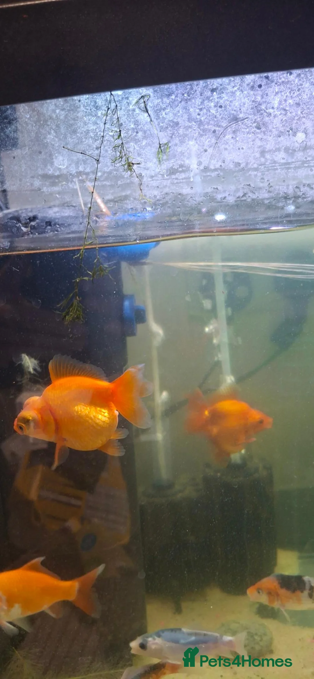 Fancy Goldfish fish for sale: Fancy goldfish  x 4  - Advert 5