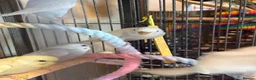 Budgerigars birds for sale: Baby Budgies’s for sale - Advert 11