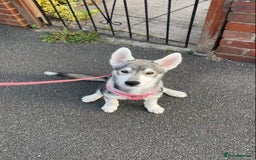 Siberian Husky dogs for sale: 4 Month old husky  - Image 2