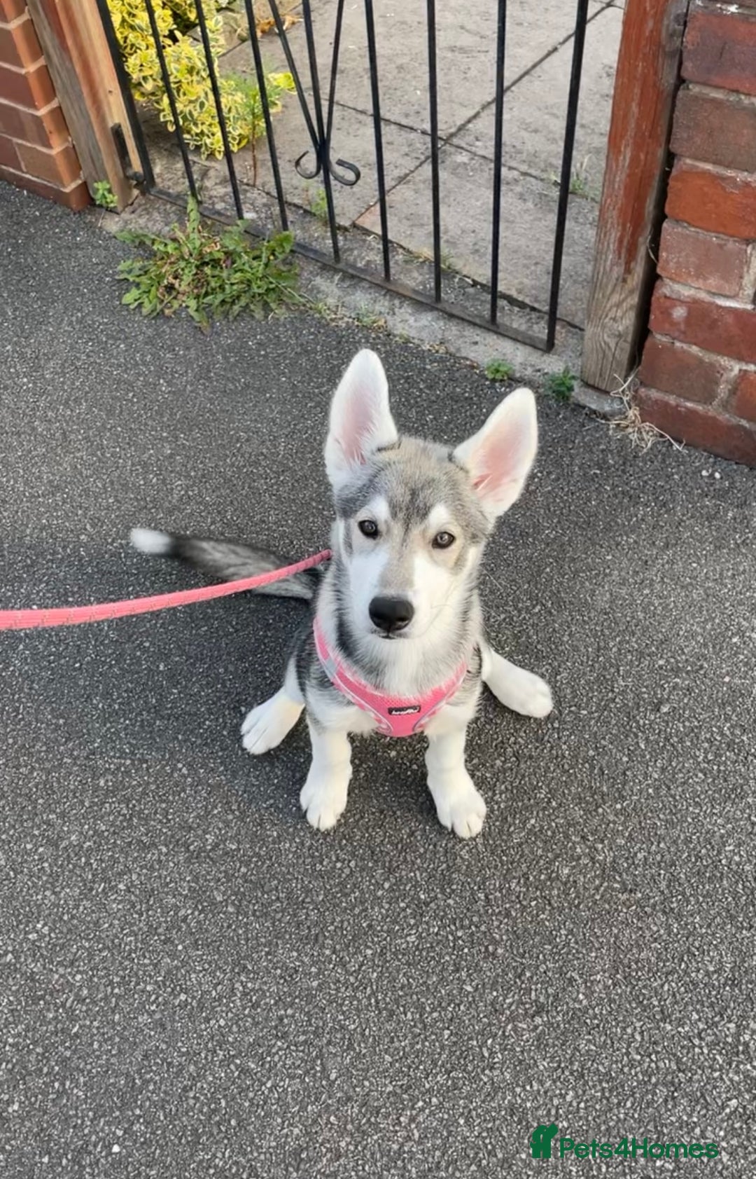 Siberian Husky dogs for sale: 4 Month old husky  - Image 2