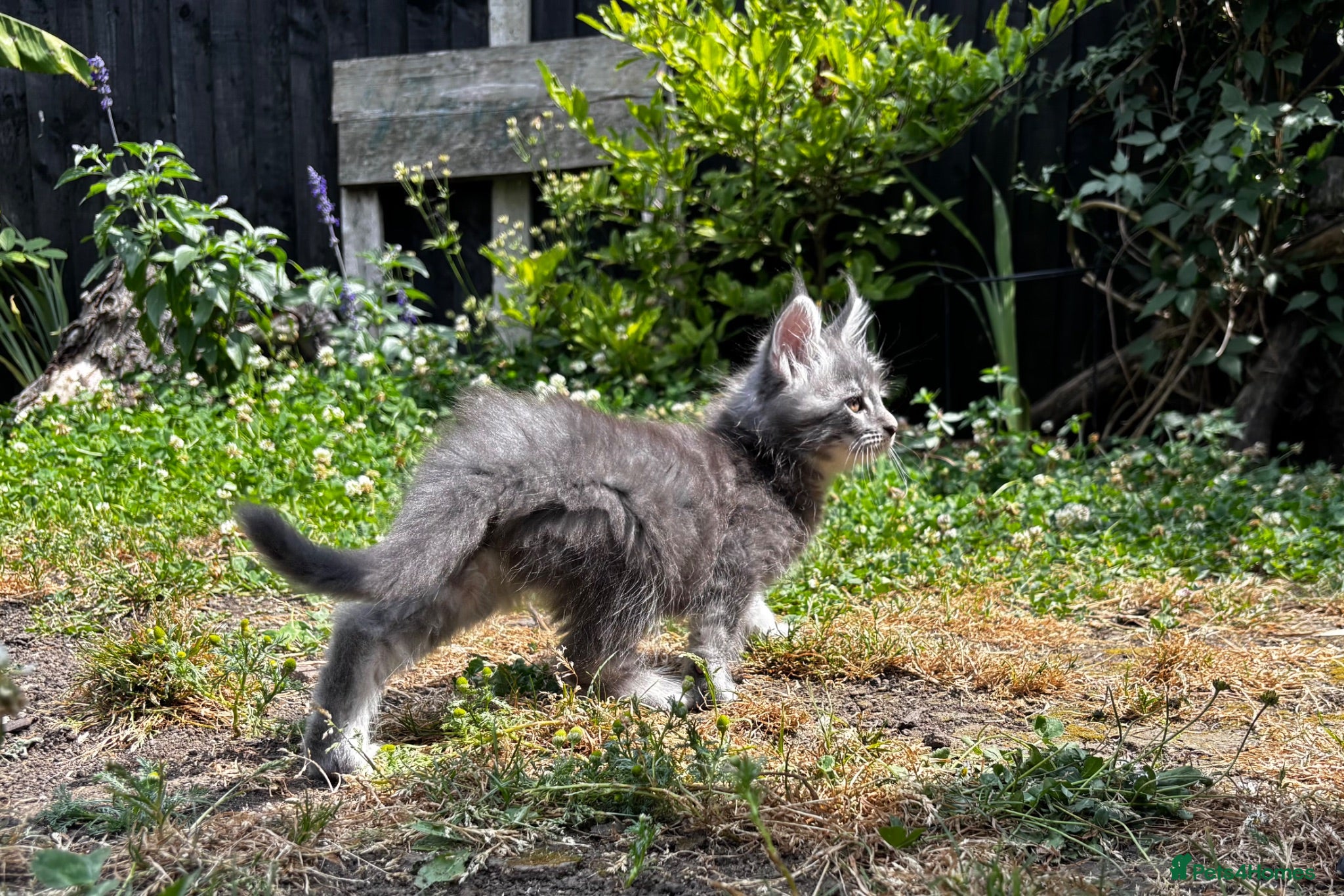 Maine Coon cats Majestic Maine Coon Kittens  - Advert 1