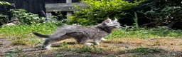Maine Coon cats for sale: Majestic Maine Coon Kittens  - Advert 7