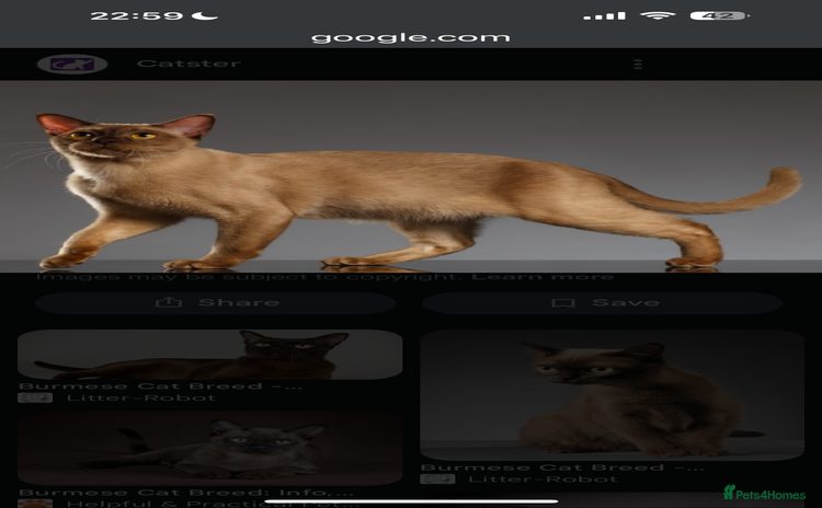 Burmese cats - Advert 1
