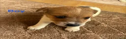 Jack Russell dogs for sale: 5 beautiful Jack Russell puppies - Advert 5