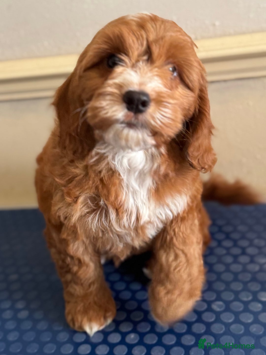 Cockapoo dogs for sale: F1 Fox Red Cockapoo boys (ready now) - Image 5