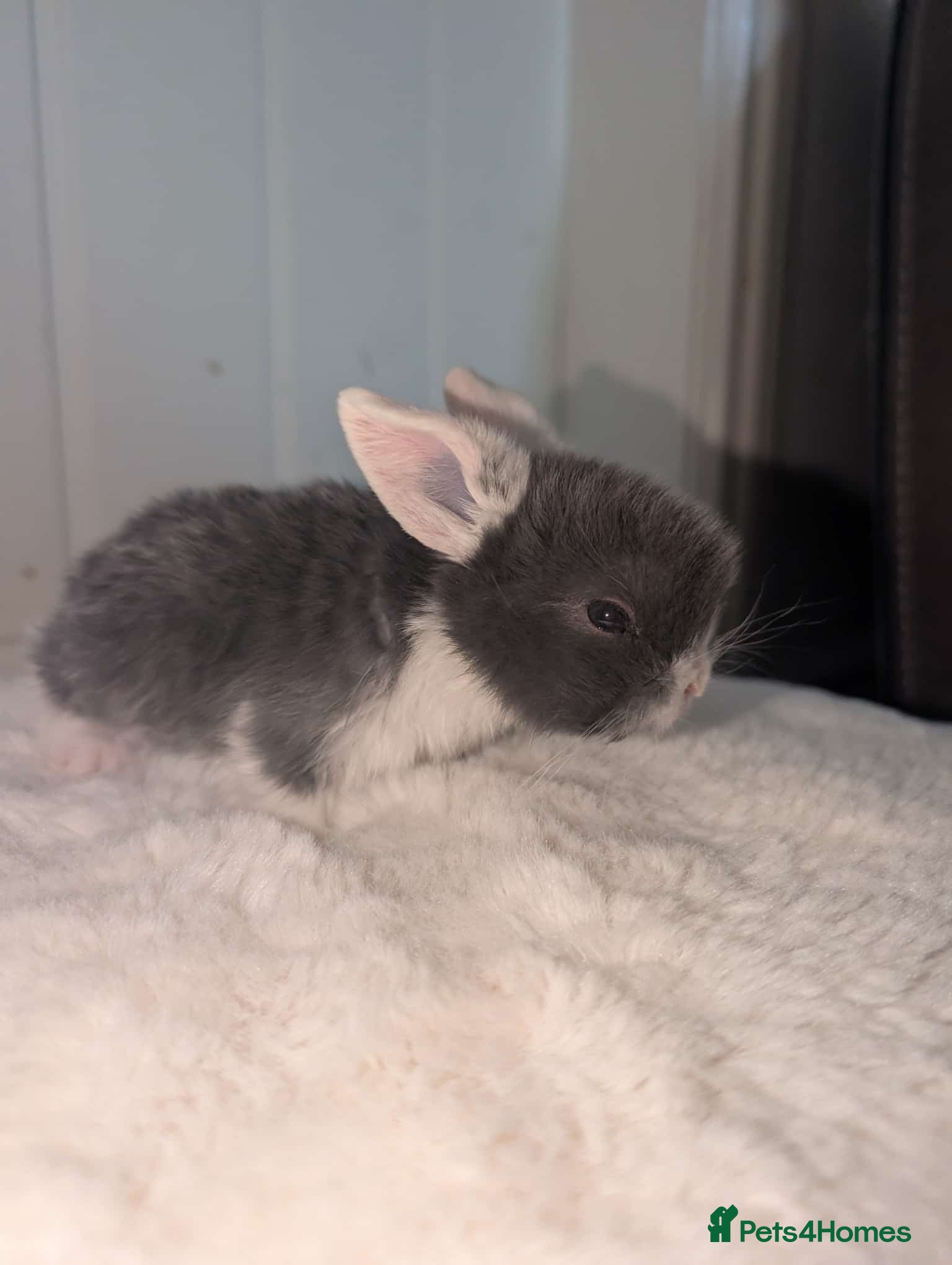 Mini Lop rabbits Mixed Mini Lops - Advert 1