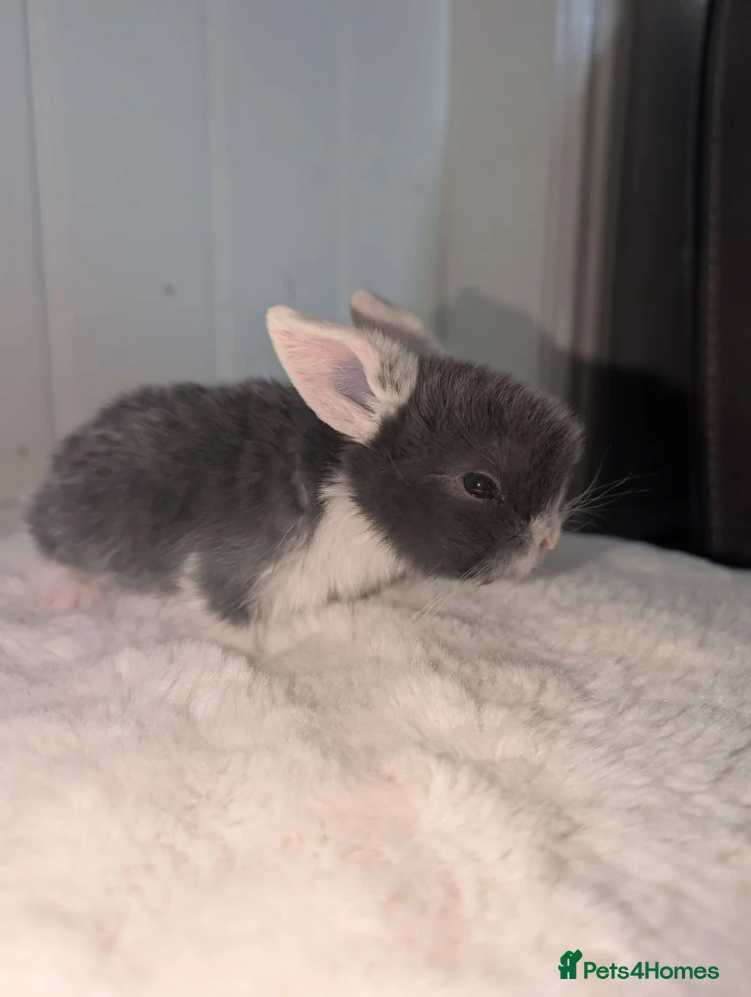 Mini Lop rabbits for sale: Mixed Mini Lops - Advert 1
