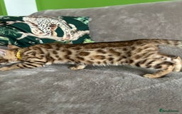 Bengal cats for sale: Gorgeous Pure Bengal Kittens Ready To Go! ❤️ - Image 6