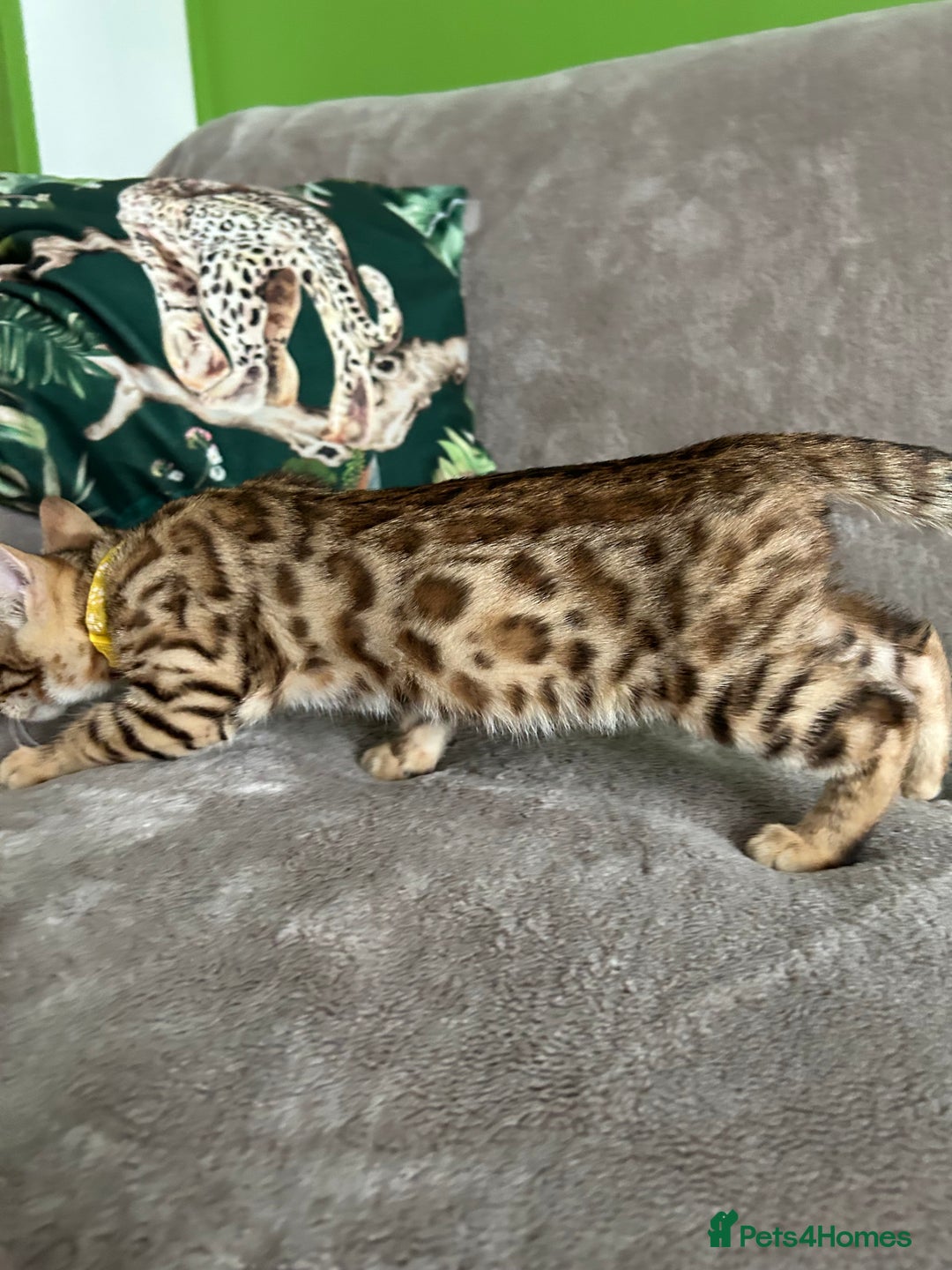 Bengal cats for sale: Gorgeous Pure Bengal Kittens Ready To Go! ❤️ - Image 6