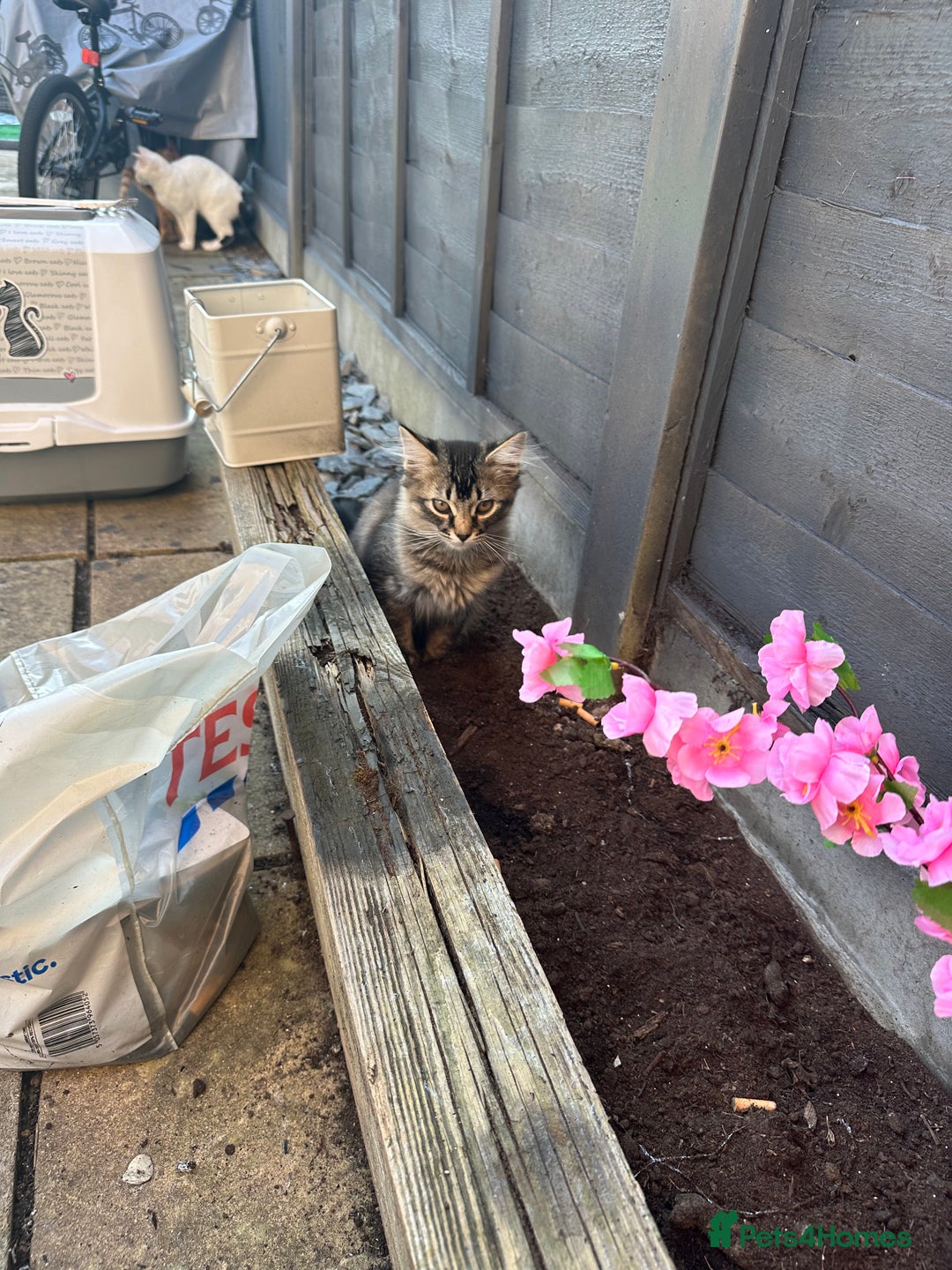 British Longhair cats for sale: Female kitren - Image 2