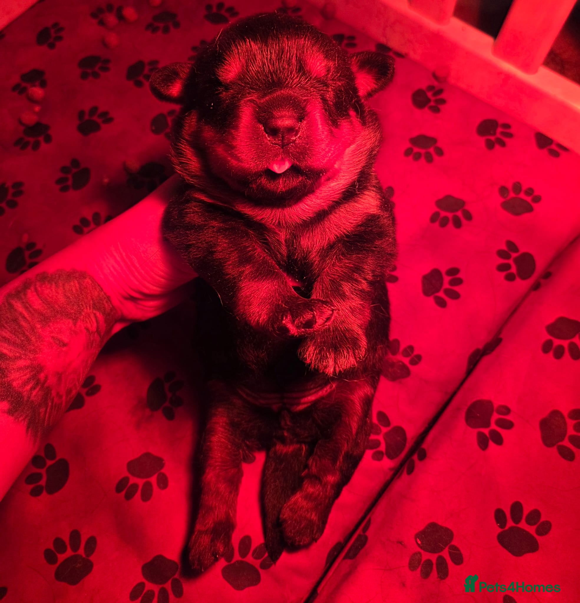 Rottweiler dogs 🐶PREMIUM ROTTWEILERS. ADRK GERMAN BLOODLINES 🇩🇪 - Advert 2