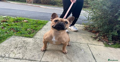 French Bulldog dogs - Advert 5