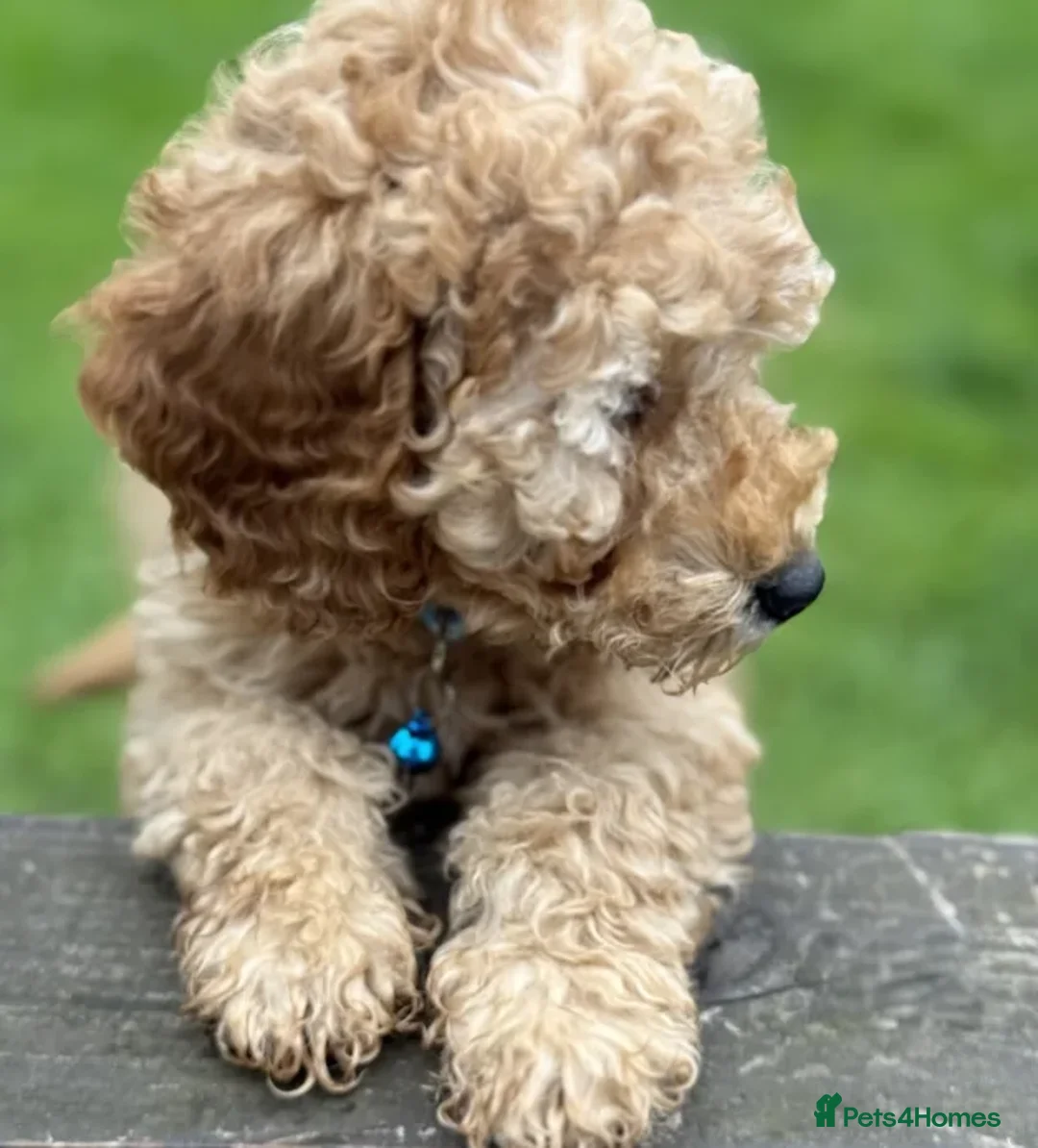 Cockapoo dogs for sale: Smart, Sweet & Snuggly-Fluffy Cockapoo Cuties - Advert 4