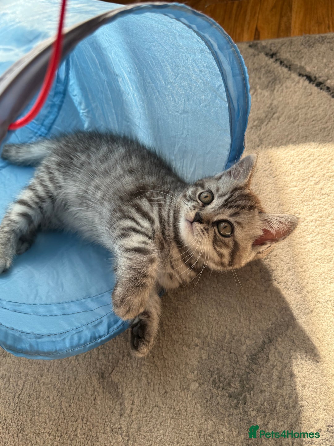 Scottish Fold cats for sale: scottish fold kittens  - Image 7