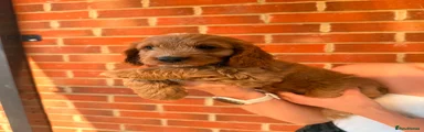 Cockapoo 7