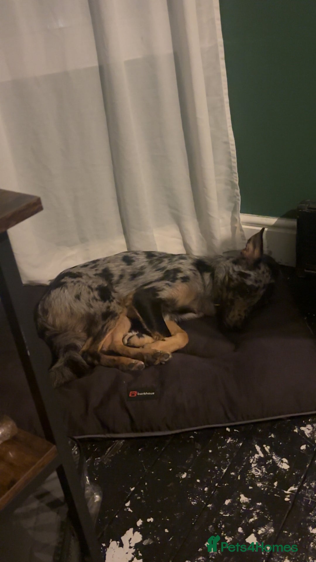 Mixed Breed dogs for sale: Ruby looking for forever home  - Image 4