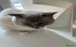Ragdoll cats for stud: Beautiful Ragdolls ready for a date - Image 8