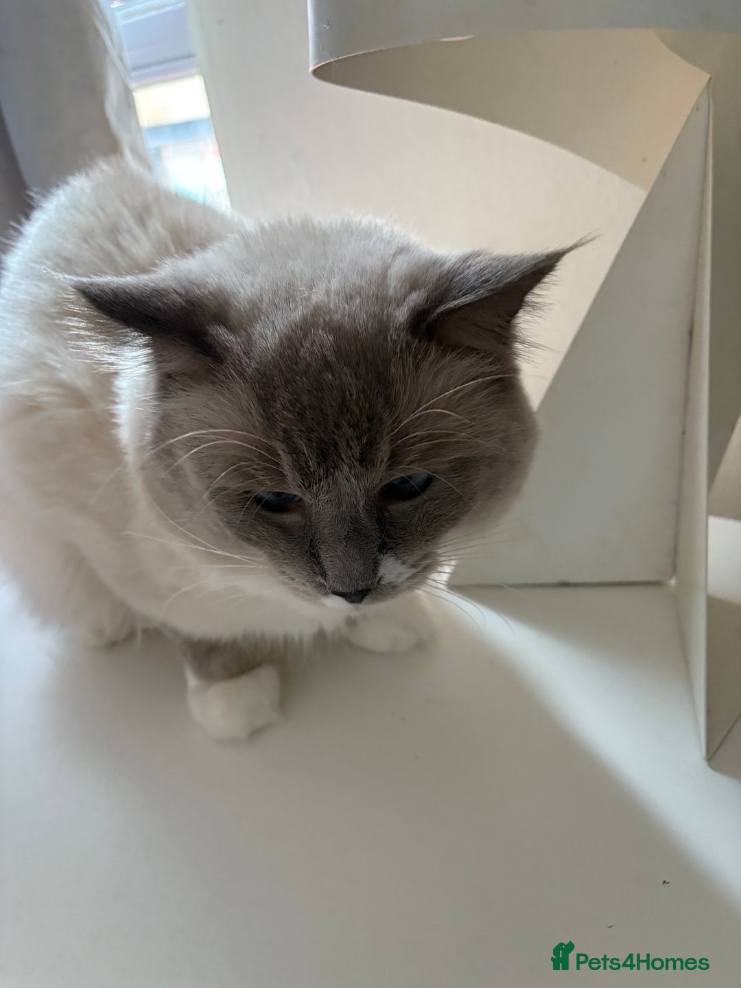 Ragdoll cats for stud: Beautiful Ragdolls ready for a date - Image 8