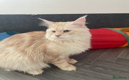 Maine Coon cats for stud: 🏆🏆INTERNATIONAL CHAMPION LINE TICA STUD🏆🏆 - Image 9